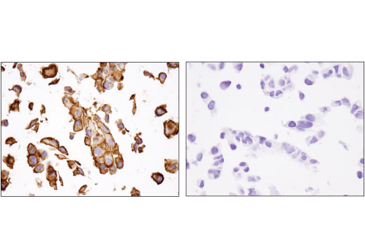 Immunohistochemistry Image 3: CD13/APN (D6V1W) Rabbit Monoclonal Antibody