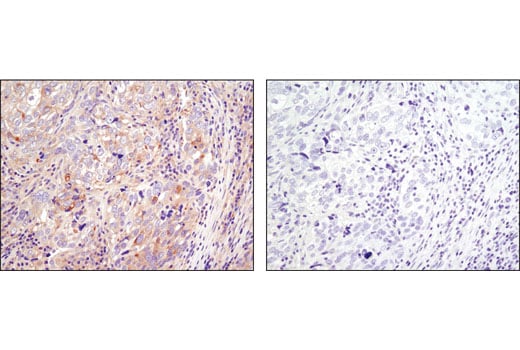 Immunohistochemistry Image 1: JIP4/SPAG9 (D72F4) Rabbit Monoclonal Antibody