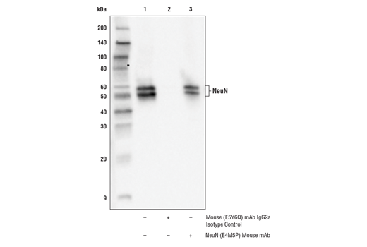 Immunoprecipitation Image 1: NeuN (E4M5P) Mouse Monoclonal Antibody