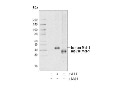 Western Blotting Image 2: Mcl-1 (D2W9E) Rabbit Monoclonal Antibody (Biotinylated)