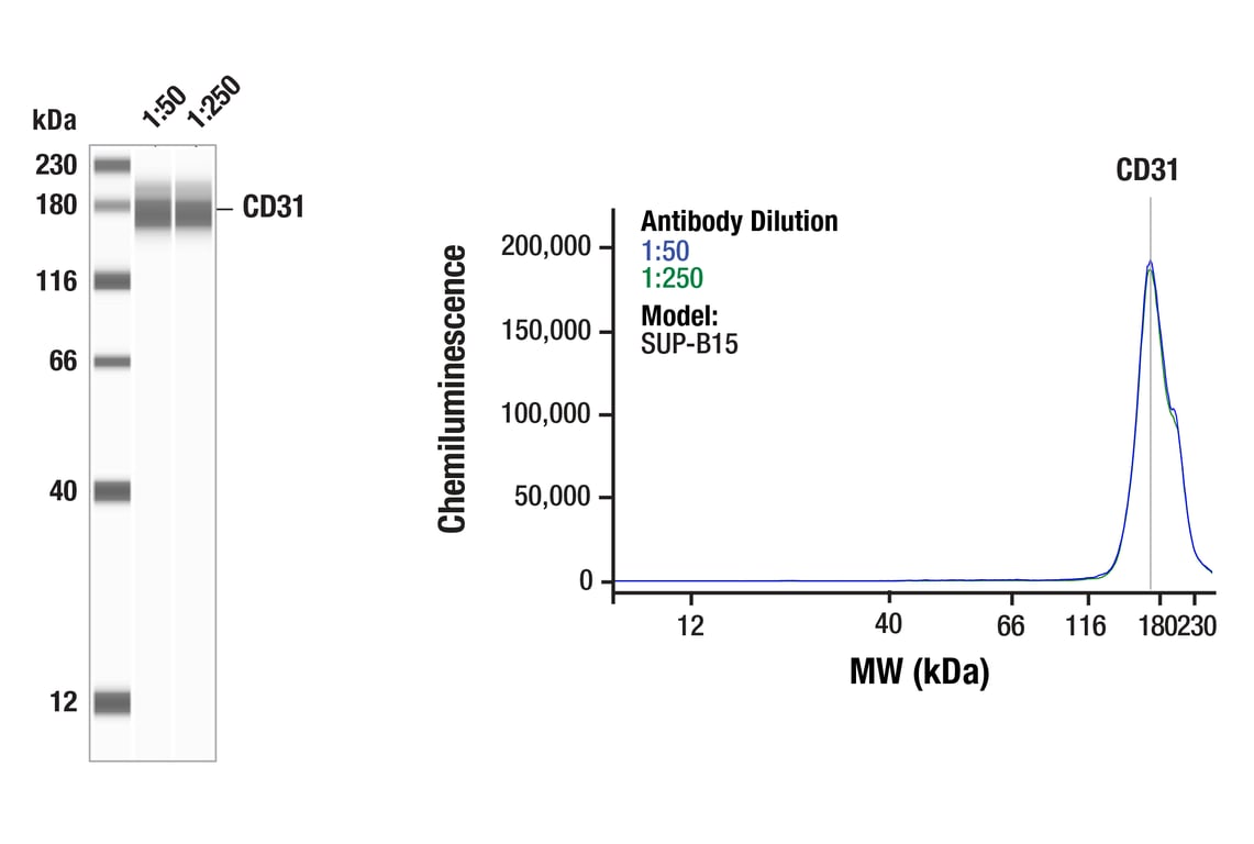 Western Blotting Image 1: CD31 (PECAM-1) (F8M3S) Rabbit Monoclonal Antibody