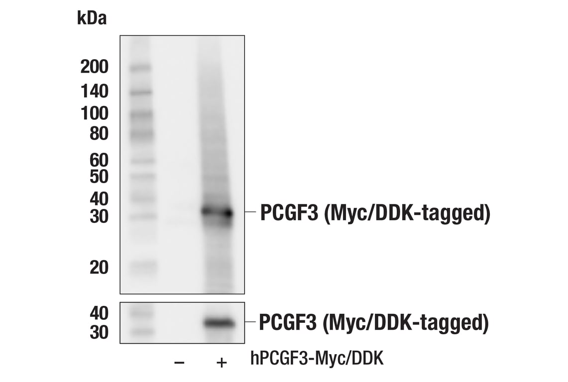 Western Blotting Image 2: PCGF3 (F3X9C) Rabbit Monoclonal Antibody