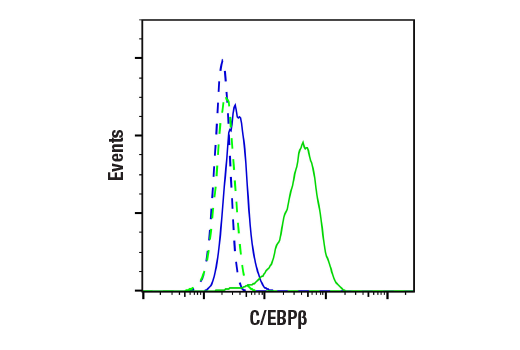 Flow Cytometry Image 1: C/EBP beta (E2K1U) Rabbit Monoclonal Antibody (BSA and Azide Free)