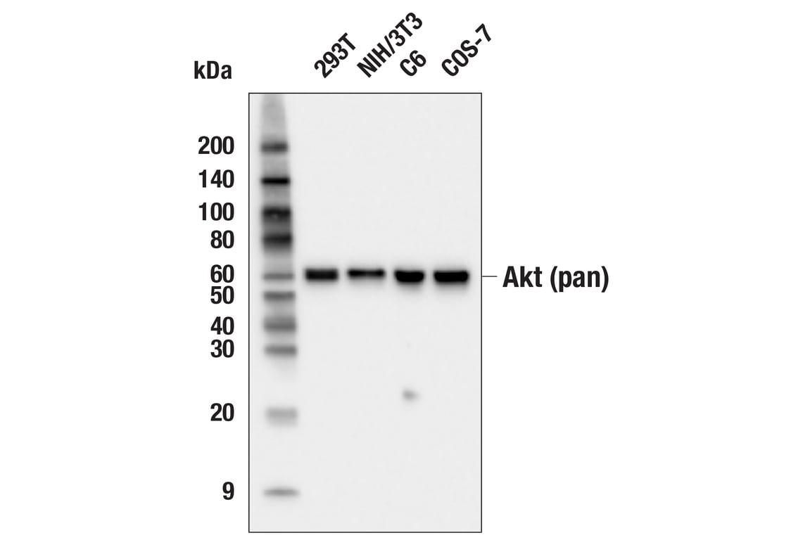 Western Blotting Image 2: Akt (pan) (11E7) Rabbit Monoclonal Antibody
