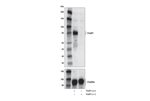 Western Blotting Image 2: FoxO1 (D8T1S) Mouse Monoclonal Antibody