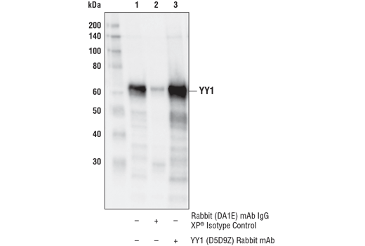 Immunoprecipitation Image 1: YY1 (D5D9Z) Rabbit Monoclonal Antibody