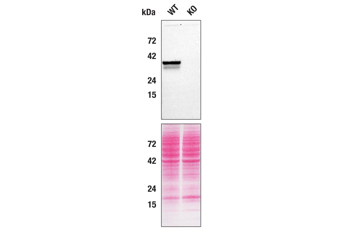 Western Blotting Image 2: STING (D1V5L) Rabbit Monoclonal Antibody