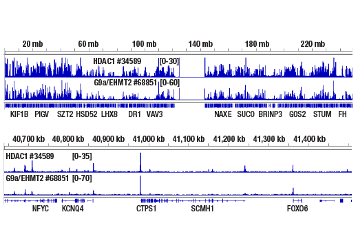 CUT & RUN Image 2: G9a/EHMT2 (D5R4R) Rabbit Monoclonal Antibody
