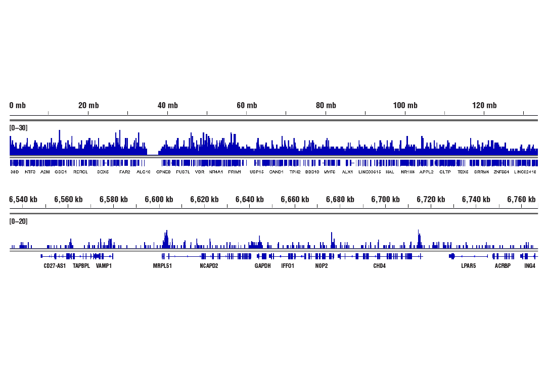 CUT & RUN Image 2: Acetyl-Histone H3 (Lys9) (C5B11) Rabbit Monoclonal Antibody