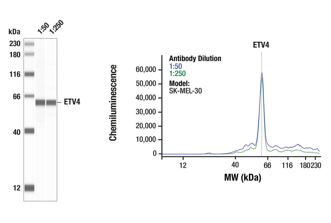 Western Blotting Image 1: ETV4 (E1W1G) Rabbit Monoclonal Antibody
