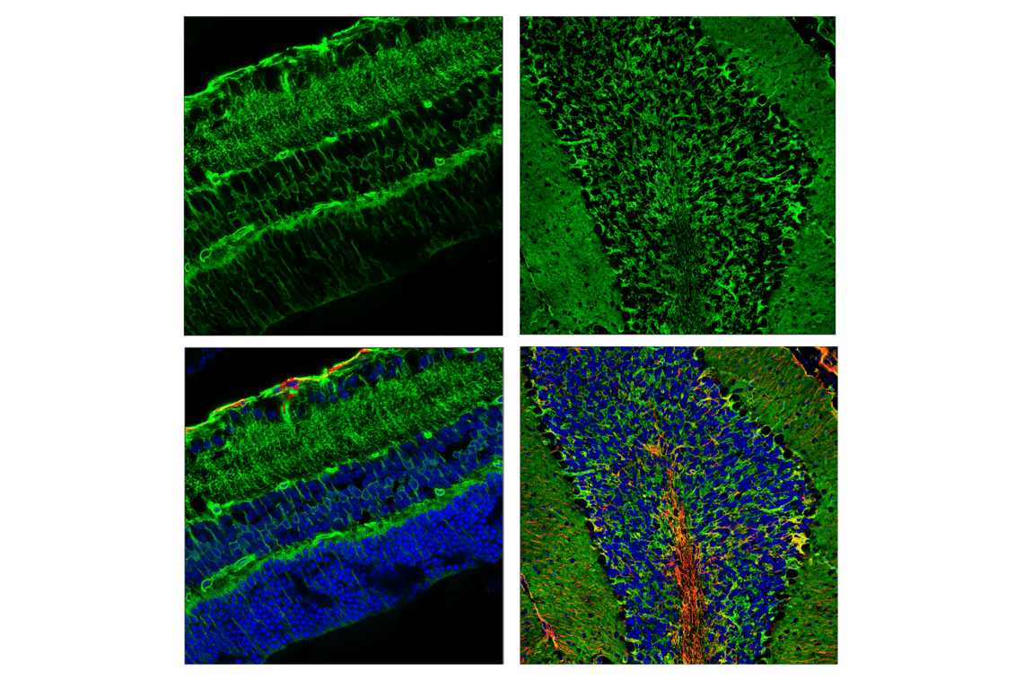 Immunofluorescence Image 1: AQP4 (D1F8E) Rabbit Monoclonal Antibody (BSA and Azide Free)