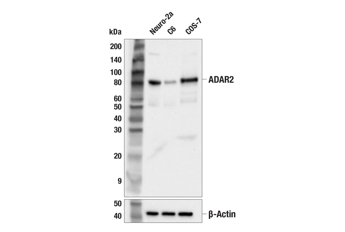 Western Blotting Image 2: ADAR2 (F6U8S) Rabbit Monoclonal Antibody