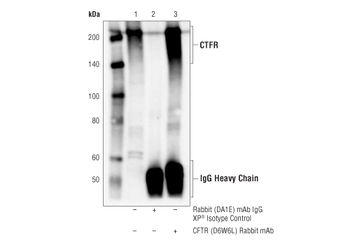 Immunoprecipitation Image 1: CFTR (D6W6L) Rabbit Monoclonal Antibody