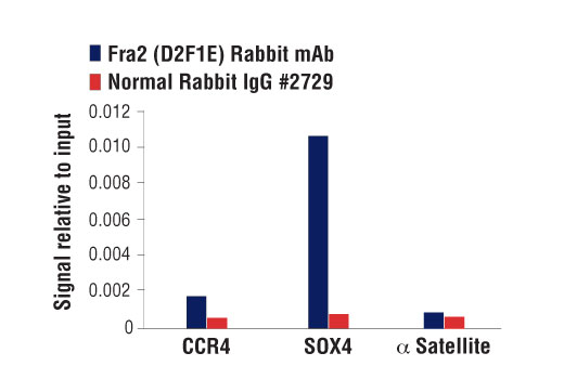 Chromatin Immunoprecipitation Image 1: Fra2 (D2F1E) Rabbit Monoclonal Antibody