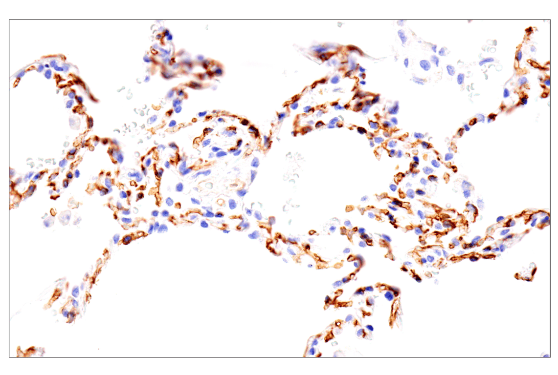 Immunohistochemistry Image 10: EMCN (E3Z4D) Rabbit Monoclonal Antibody (BSA and Azide Free)