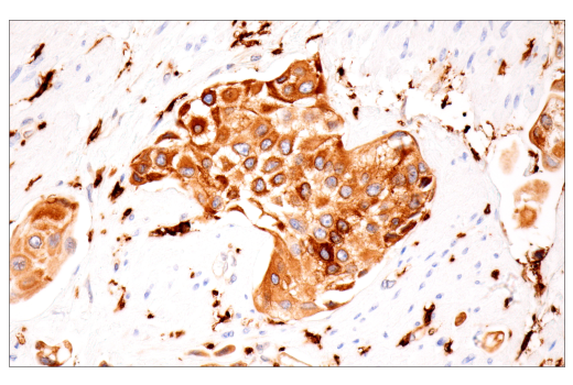 Immunohistochemistry Image 2: p22phox (E7Y1F) Rabbit Monoclonal Antibody (BSA and Azide Free)