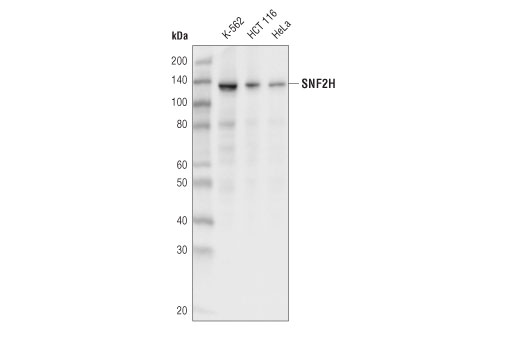 Western Blotting Image 1: SNF2H (D4W6N) Rabbit mAb