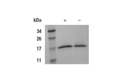 undefined Image 2: Mouse FGF-basic/FGF2 Recombinant Protein