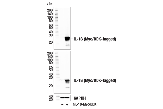 Western Blotting Image 3: IL-18 (E3G8R) Rabbit Monoclonal Antibody (BSA and Azide Free)