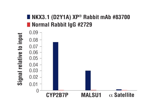 Chromatin Immunoprecipitation Image 3: NKX3.1 (D2Y1A) Rabbit Monoclonal Antibody