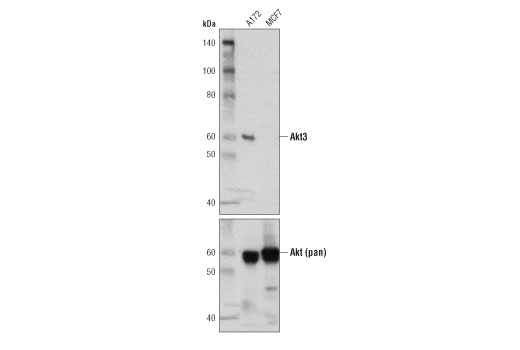 Western Blotting Image 1: Akt3 (E1Z3T) Rabbit mAb