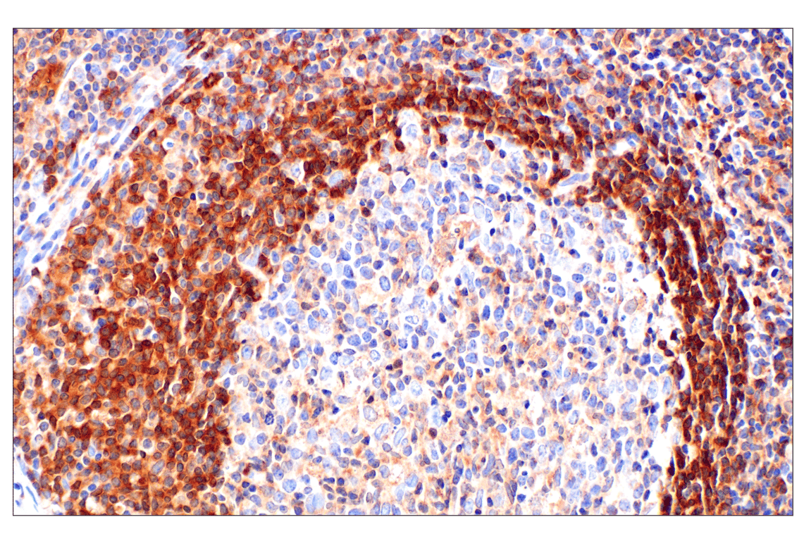 Immunohistochemistry Image 4: Catalase (D4P7B) Rabbit Monoclonal Antibody
