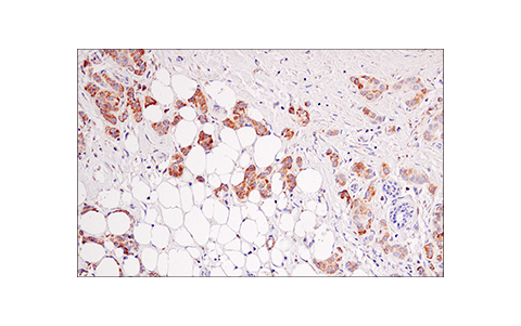 Immunohistochemistry Image 1: IDH2 (KrMab-3) Mouse Monoclonal Antibody
