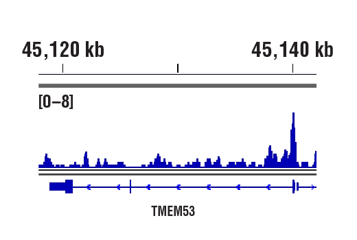 CUT & RUN Image 1: BRD4 (E2A7X) Rabbit Monoclonal Antibody
