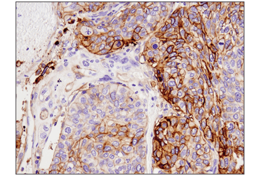 Immunohistochemistry Image 1: Tissue Factor/CD142 (E9M6T) Rabbit Monoclonal Antibody (BSA and Azide Free)