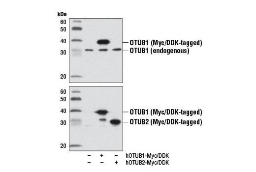 Western Blotting Image 2: OTUB1 (D8F7) Rabbit Monoclonal Antibody