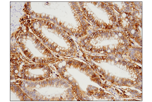 undefined Image 17: Ferroptosis Antibody Sampler Kit
