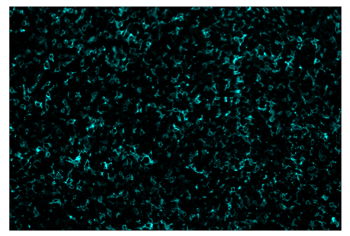 Immunohistochemistry Image 5: F4/80 (D2S9R) & CO-0042-594 SignalStar<sup>™</sup> Oligo-Antibody Pair