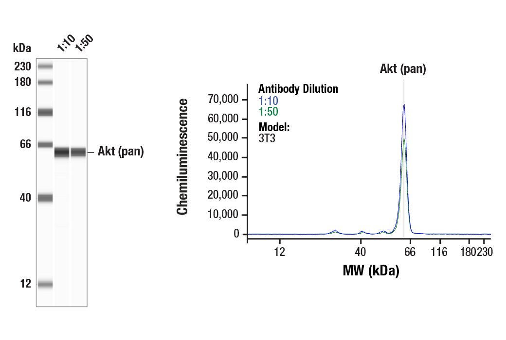 Western Blotting Image 1: Akt (pan) (40D4) Mouse Monoclonal Antibody