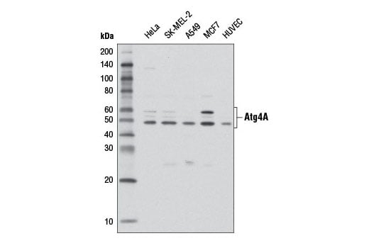 undefined Image 12: Autophagy Vesicle Elongation (LC3 Conjugation) Antibody Sampler Kit