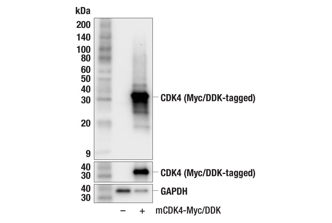 CDK4 (F4A7V) Rabbit mAb | Cell Signaling Technology