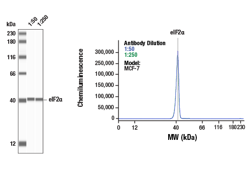 Western Blotting Image 1: eIF2 alpha (D7D3) Rabbit Monoclonal Antibody