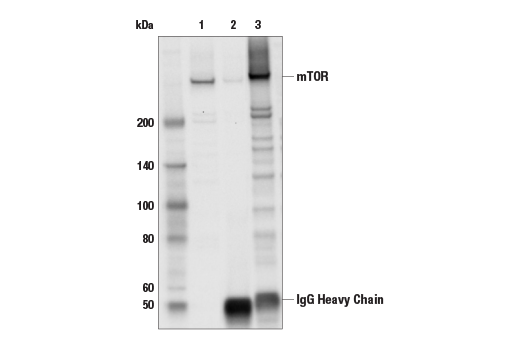 undefined Image 2: Cannabinoid Receptor 1 Downstream Signaling Antibody Sampler Kit