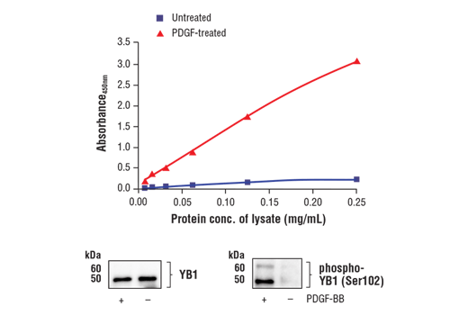 ELISA Image 1: FastScan<sup>™</sup> Phospho-YB1 (Ser102) ELISA Kit