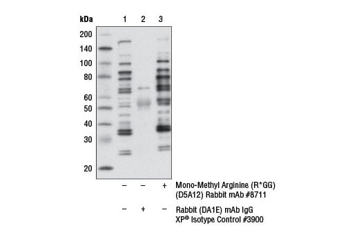 Immunoprecipitation Image 1: Mono-Methyl Arginine (R*GG) (D5A12) Rabbit Monoclonal Antibody