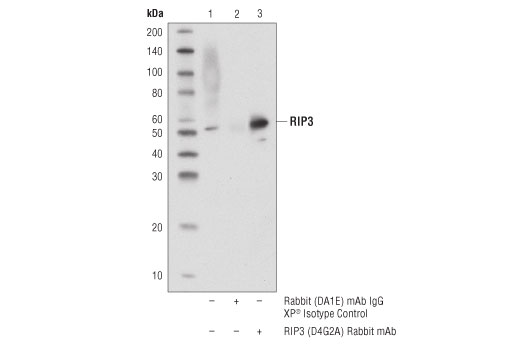 Immunoprecipitation Image 1: RIP3 (D4G2A) Rabbit Monoclonal Antibody
