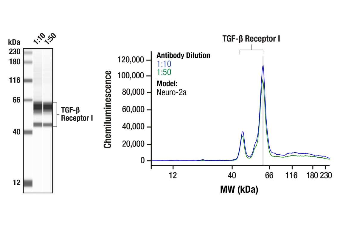 Western Blotting Image 1: TGF-beta Receptor I (F6L3I) Rabbit Monoclonal Antibody