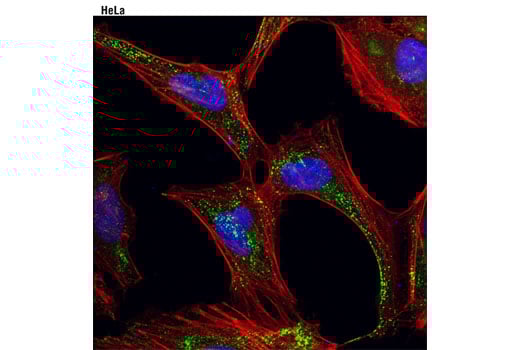 Immunofluorescence Image 1: Caveolin-2 (D4A6) Rabbit Monoclonal Antibody