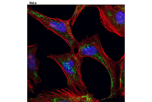 Immunofluorescence Image 1: Caveolin-2 (D4A6) XP<sup>®</sup> Rabbit mAb