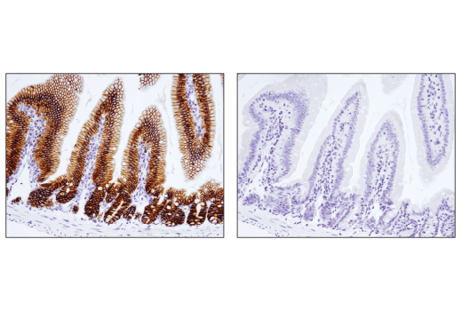 Immunohistochemistry Image 4: EpCAM (E6V8Y) Rabbit Monoclonal Antibody