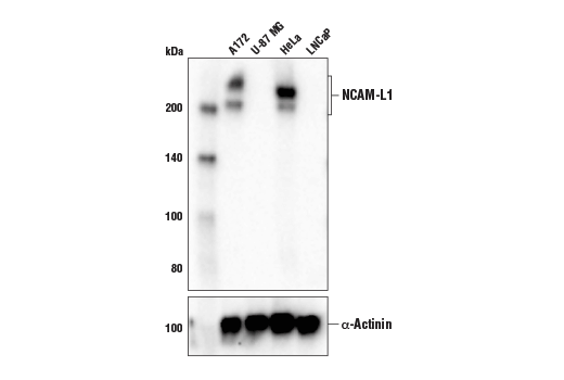 Western Blotting Image 2: NCAM-L1 (D5D3K) Rabbit Monoclonal Antibody