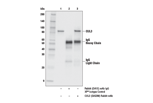 Immunoprecipitation Image 1: CUL3 (E4G3M) Rabbit Monoclonal Antibody