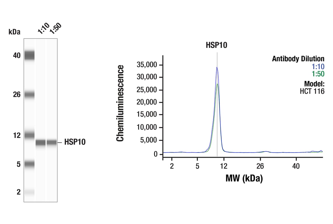 Western Blotting Image 1: HSP10 (F8X5Y) Rabbit Monoclonal Antibody