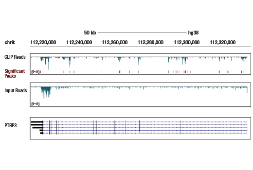 eCLIP Image 1: KHSRP (E2E2U) Rabbit Monoclonal Antibody