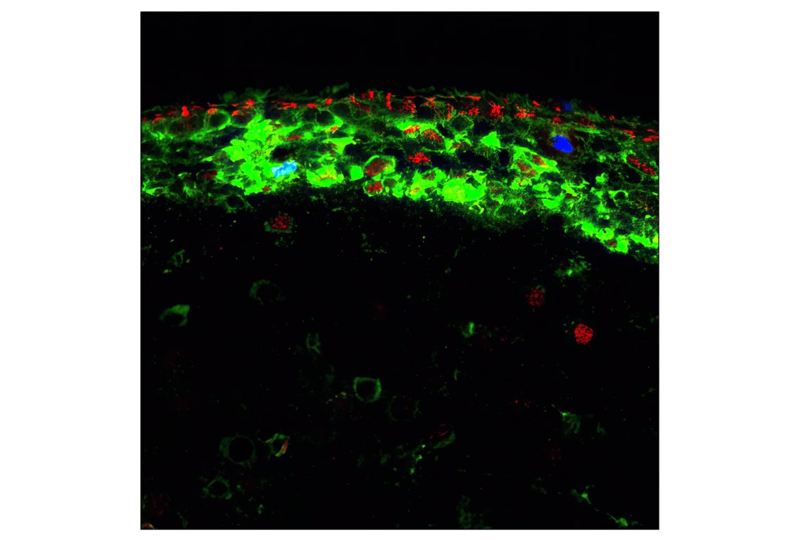 Immunofluorescence Image 1: Phospho-Histone H3 (Ser10) (6G3) Mouse Monoclonal Antibody