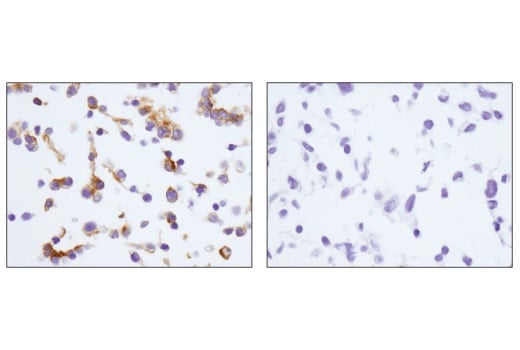 Immunohistochemistry Image 7: EpCAM (E6V8Y) Rabbit Monoclonal Antibody (BSA and Azide Free)